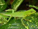reptiles green lizard p1040253