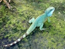 reptiles iguana 1