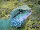 reptiles iguana 2 closeup