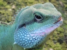 reptiles iguana 3 closeup extreme