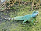 reptiles iguana 4
