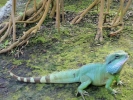 reptiles iguana 5