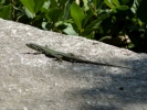 reptiles lizard p1090681 s