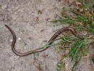 reptiles slow worm 2