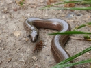 reptiles slow worm 4