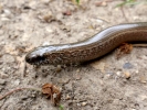 reptiles slow worm 5