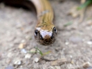 reptiles slow worm head on p9220035