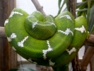 reptiles snake green coiled large