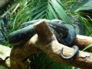 reptiles snake green p1070898 s