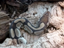 reptiles snake p1020598 b