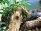 reptiles snake p1020600 b