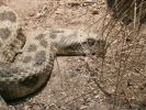 reptiles snake p1020605 b