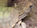 reptiles tortoise 1
