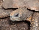 reptiles tortoise 2