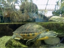 reptiles turtle 1 through side of tank