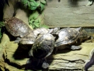 reptiles turtle p1020995 b