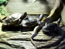 reptiles turtle p1020996 b