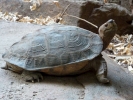 reptiles turtle p1070952 s