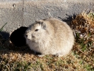 rodents guinea pig closeup p1000943 b