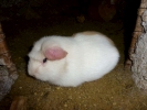 rodents guinea pig in hutch closeup p1010377 b