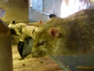 rodents rat closeup of head p1070934 s