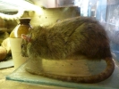 rodents rat p1070933 s