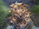 sealife anemones p1020970 b