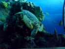 sealife green sea turtle p1080468 s