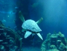 sealife green sea turtle p1080486 s