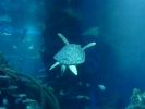sealife green sea turtle p1080487 s