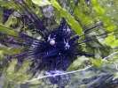 sealife sea urchin p1030105 b