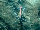 sealife shrimp p1030004 b