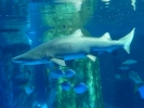 sharks shark p1030087 b
