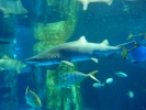 sharks shark p1080556 s