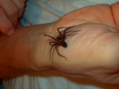 spiders black house spider on hand 1