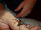 spiders black house spider on hand 2