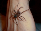 spiders black house spider on hand 3