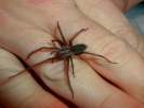 spiders black house spider on hand 4
