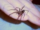 spiders black house spider on hand 5