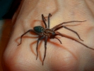spiders black house spider on hand 6