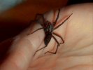 spiders black house spider on hand 7