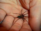 spiders black house spider on hand 9