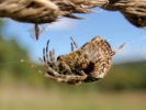 spiders spider on grass closeup p9120257