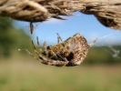 spiders spider on grass p9120258