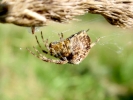 spiders spider on grass p9120259