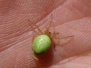 spiders spider small green on hand