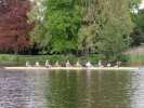 sports misc rowing 1