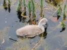 swans cygnets 1