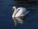 swans swan 1