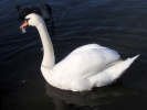 swans swan 2